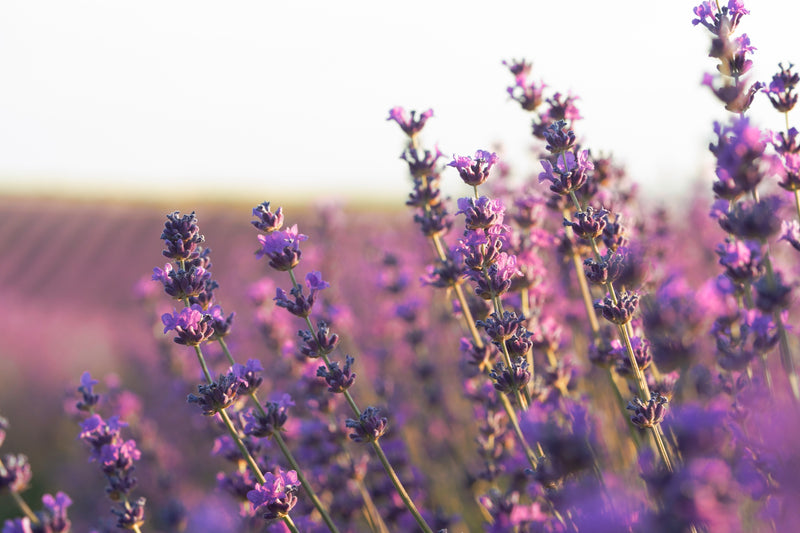 Lavender plant