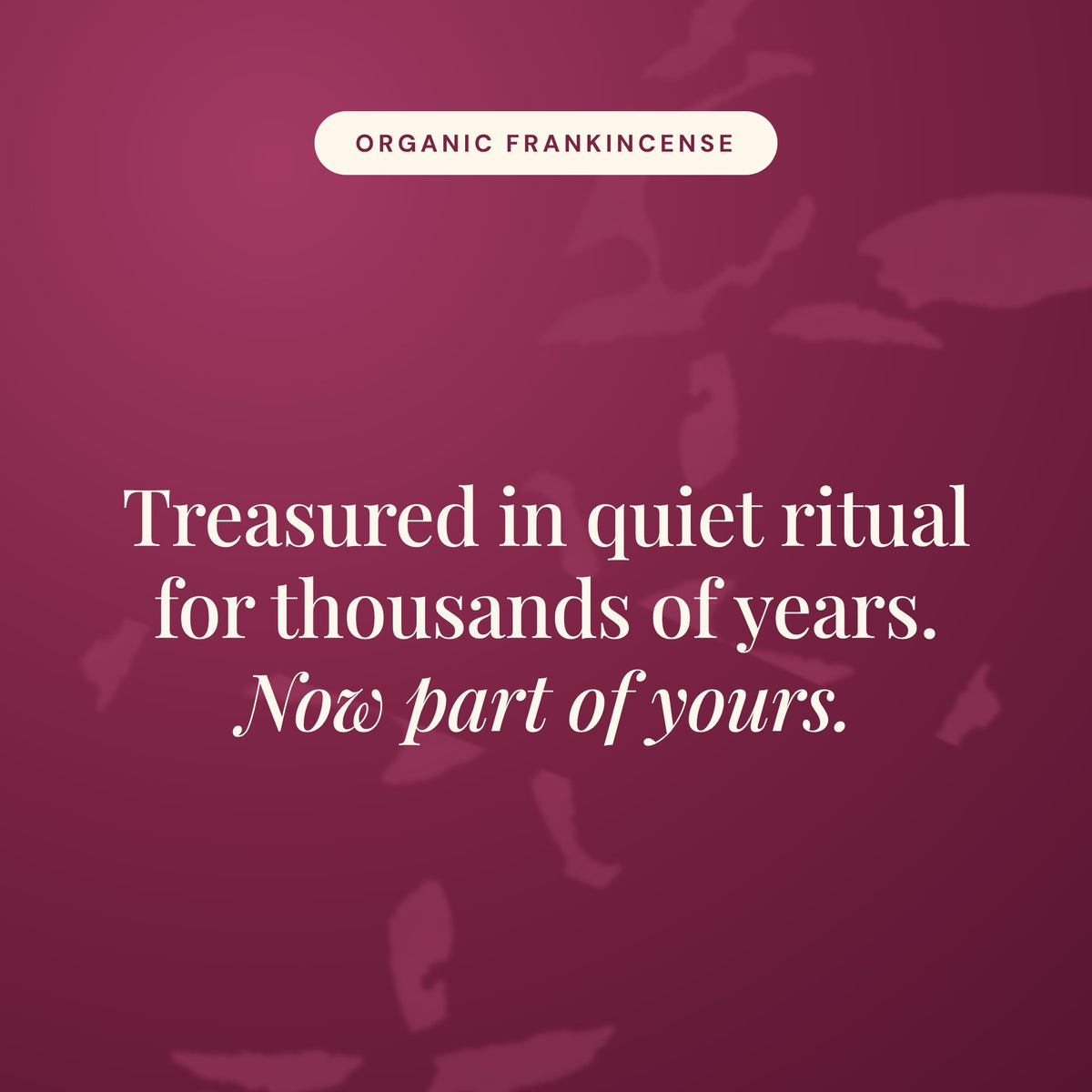 Frankincense ACO Certified  Organic Essential Oil 15ml