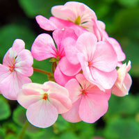 Geranium flower