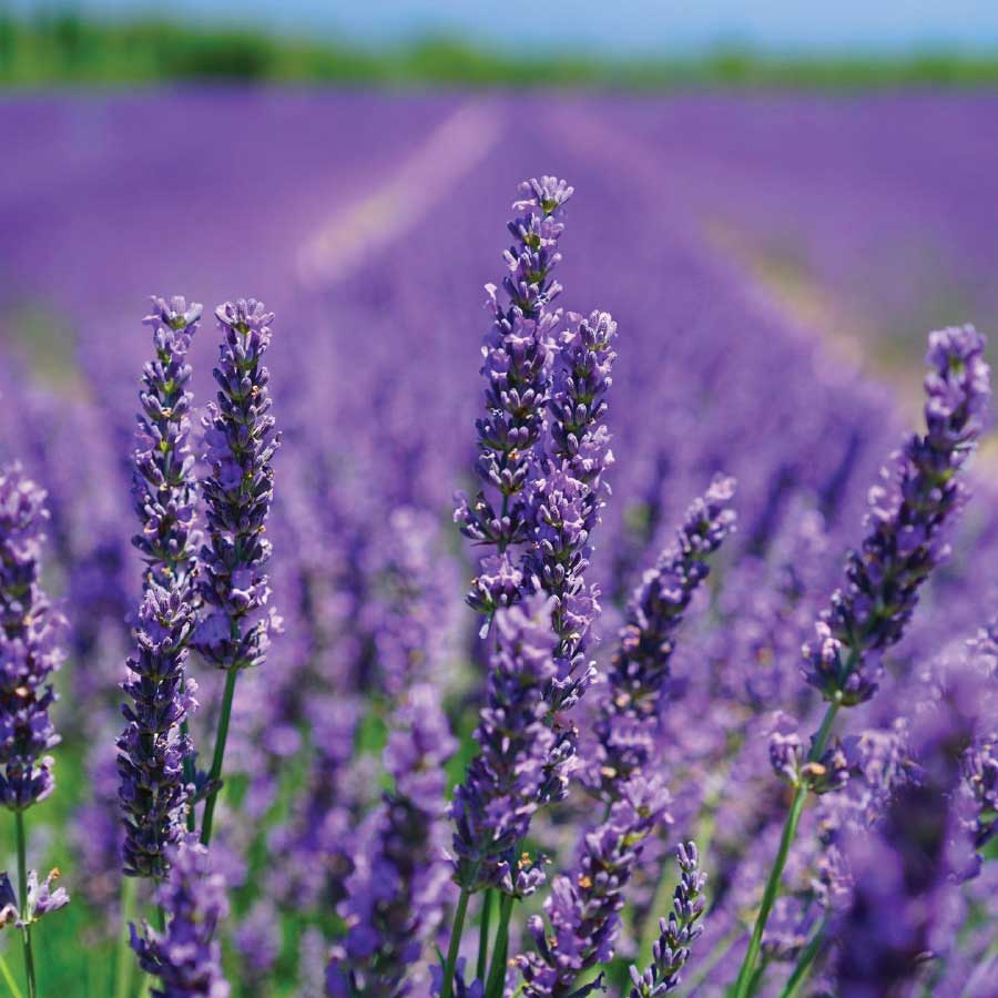 Lavender plant