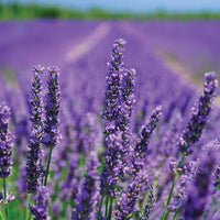 Lavender plant