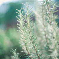 Rosemary 