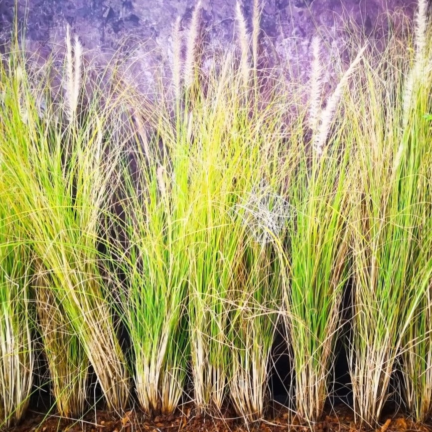 Vetiver plant