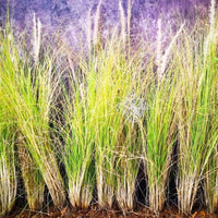 Vetiver plant